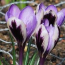 Крокус ботанічний Spring Beauty (Спрінг Б'юті), 5 цибулин в пачці