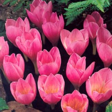 Крокус осеннецветущий Zonatus (Зонатус), 4 луковицы в упаковке