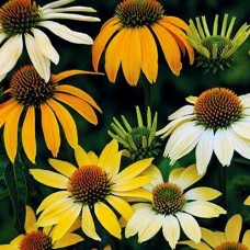 Эхинацея пурпурная Мелоу Йелоу (purpurea Mellow Yellow) 1 корневище