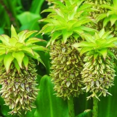 Эукомис двухцветный (Eucomis bicolor) 1 клубнелуковица