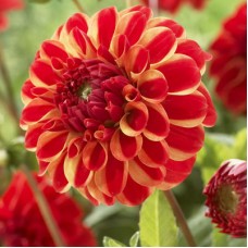 Жоржина Джескот Лінголд (Jescot Lingold), 1 бульба