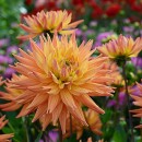 Жоржина Карма Корона (Karma Corona), 1 бульба