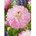 Жоржина Пінк Петтікоат (Pink Petticoat), 1 бульба