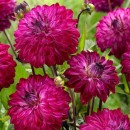 Жоржина Мерло Меджик (Merlot Magic), 1 бульба