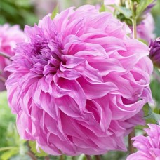 Жоржина Вассіо Меггос (Vassio Meggos), 1 бульба