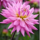 Жоржина Карма Пінк Корона (Karma Pink Corona), 1 бульба