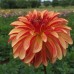 Жоржина Айріш Пінвіл (Irish Pinwheel), 1 бульба