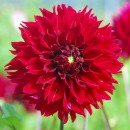 Жоржина Ред Фубукі (Red Fubuki), 1 бульба