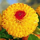 Жоржина Санні Бой (Sunny Boy), 1 бульба