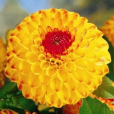 Жоржина Санні Бой (Sunny Boy), 1 бульба