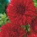 Жоржина Фімбріата Ред Фубукі (Red Fubuki), 1 бульба