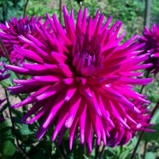 Жоржина Пурпл Джем (Purple Gem), 1 бульба