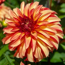 Жоржина Айріш Пінвіл (Irish Pinwheel), 1 бульба