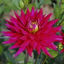 Жоржина Карма Пурпл Корона (Karma Purple Corona), 1 бульба