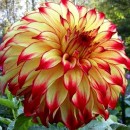 Жоржина Леді Дарлін (Lady Darlene), 1 бульба