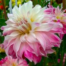 Жоржина Пінк Петтікоат (Pink Petticoat), 1 бульба