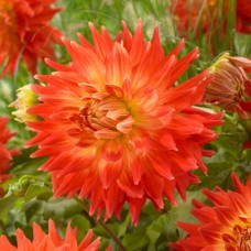 Георгина Файерд Ап (Fired Up), 1 клубень