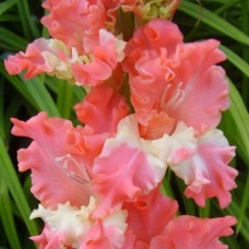 Гладиолус Фризлд  Корал Лейс (Frizzled Coral Lace), 3 клубнелуковицы