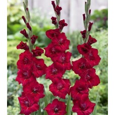 Гладіолус Флевіт Шайн (Flevo Shine), 3 бульбоцибулини