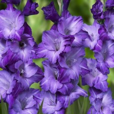 Гладиолус  Блю Тропик (Blue Tropic),  5 клубнелуковицы