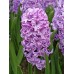 Гіацинт Splendid Cornelia (Сплендід Корнелія), 2 цибулини в пачці