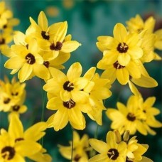 Иксия Йеллоу эмпера (Yellow Emperor) 8 клубнелуковиц