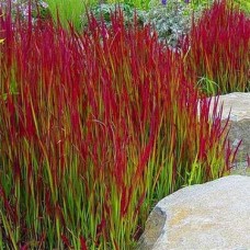 Императа Ред Барон (red baron), 1 корневище