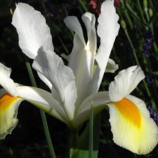 Ирис голландский White, 5 луковиц в упаковке