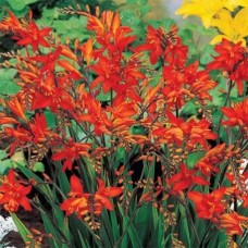 Крокосмия Огненный король (Fire King), 5 клубней