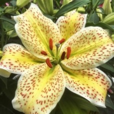 Лілія Тайгермун (Tigermoon), 1 цибулина