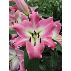 Лілія Чіассо (Chiasso), 1 цибулина