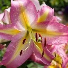 Лілія Фокус покус (Hocus Pocus), 1 цибулина