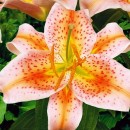 Лілія Салмон Стар (Salmon Star), 1 цибулина