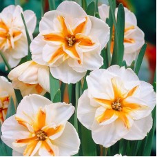 Нарцис розрізнокорончастий Delta (Дельта), 2 цибулини в пачці 