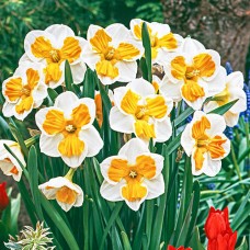 Нарцис розрізнокорончастий Tricollet (Тріколлет), 2 цибулини в пачці 