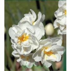 Нарцис Bridal Crown (Брідал Кроун), 3 цибулини в пачці 