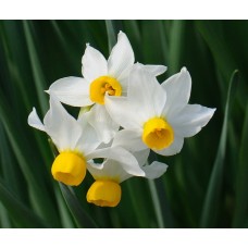 Нарцис багатоквітковий Canaliculatus (Канальцевий), 3 цибулини в пачці