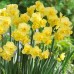 Нарцис Yellow Cheerfulness (Йеллоу Чірфулнесс), 3 цибулини в пачці 