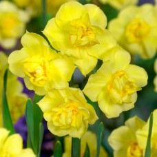 Нарцис Yellow Cheerfulness (Йеллоу Чірфулнесс), 3 цибулини в пачці 