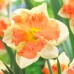 Нарцис розрізнокорончастий Vanilla Peach (Ванілла Піч), 2 цибулини в пачці 