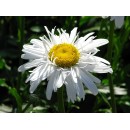 Ромашка (нивяник) Крейзи Дейзи (Crazy Daisy),1 корневище