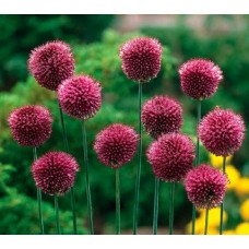 Лук декоративный Sphaerocephalon (Круглоголовый), 10 луковиц в упаковке