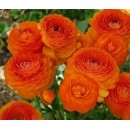 Ранункулюс (Лютик) оранжевый 5 клубней