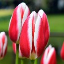Тюльпан тріумф Spring Surprise (Спрінг Сюрпрайз), 3 цибулини в пачці