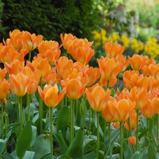Тюльпан Фостера Orange Emperor (Оранж Емперор), 3 цибулини в пачці