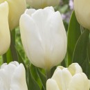 Тюльпан тріумф White Flag (Вайт Флег), 3 цибулини в пачці