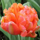 Тюльпан повний ранній Monte Orange (Монте Оранж), 3 цибулини в пачці