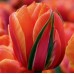 Тюльпан повний пізній Queensday (Квінсдей), 3 цибулини в пачці