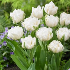 Тюльпан повний пізній Up White (Ап Вайт), 3 цибулини в пачці