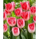Цибулини тюльпана бахромчастого Негліже (3 шт)